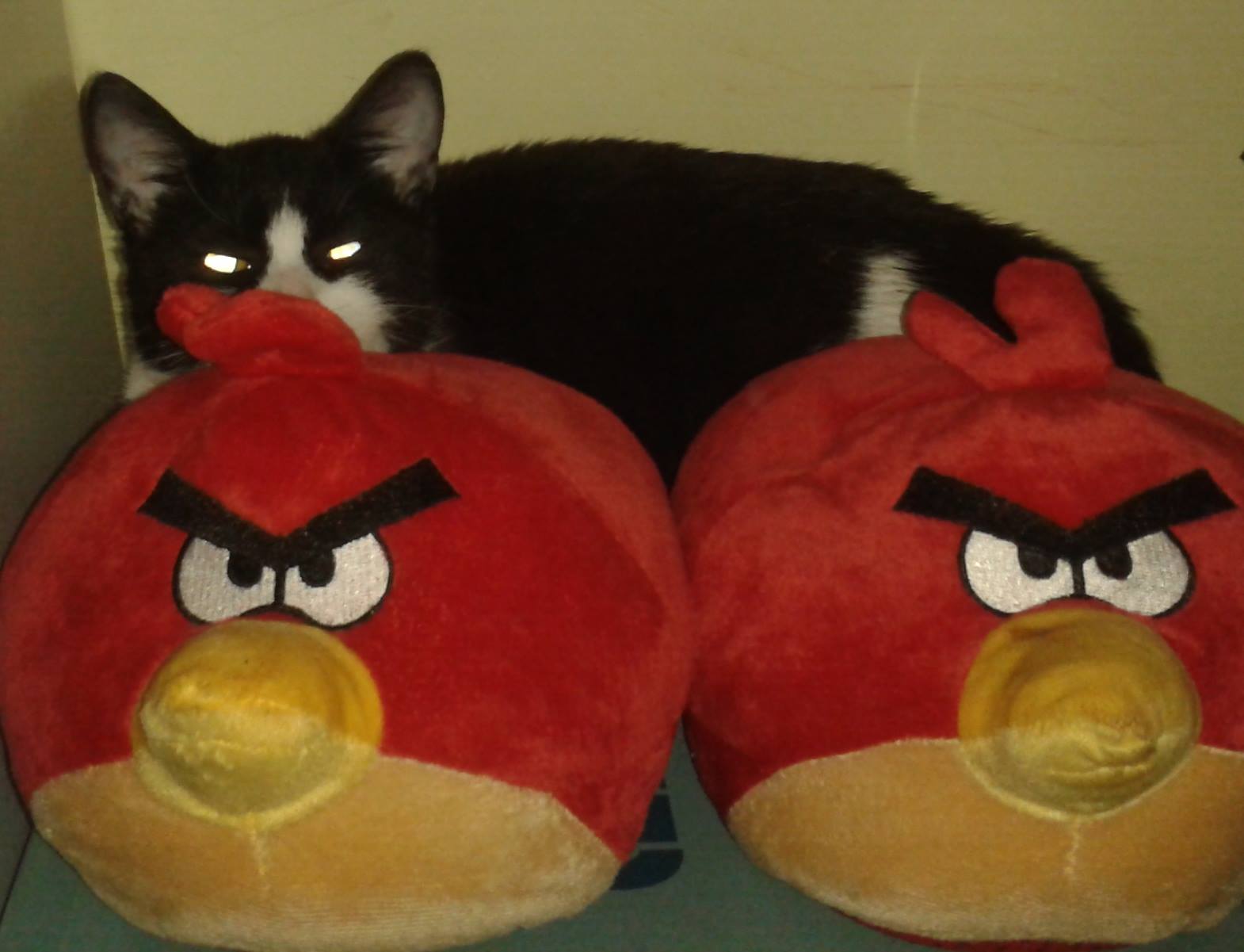 893404 748346281861124 2063198694 o