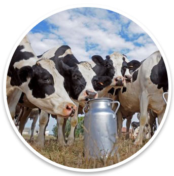 India-Dairy-Foods-and-Farm-Market