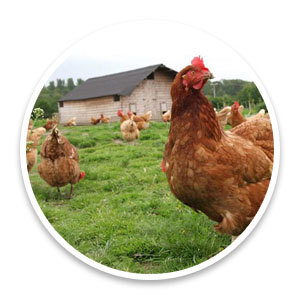chicken 2700843b