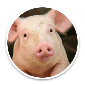 pig-young-closeup.jpg.adapt.945.