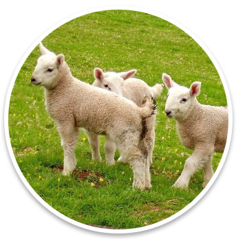 sheep-and-lambs-in-field