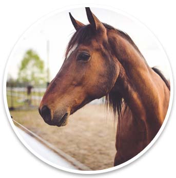 animal-brown-horse