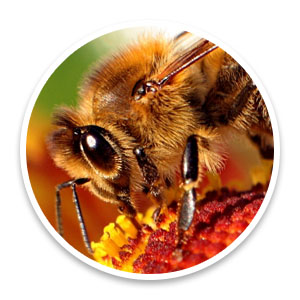 Bee-apis