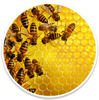 HoneycombYellow