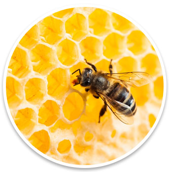 bees honeycomb