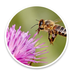 honeybee